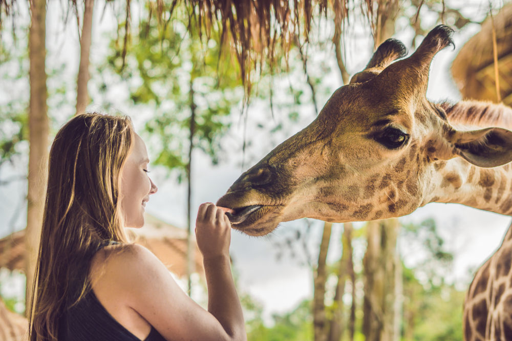 safari